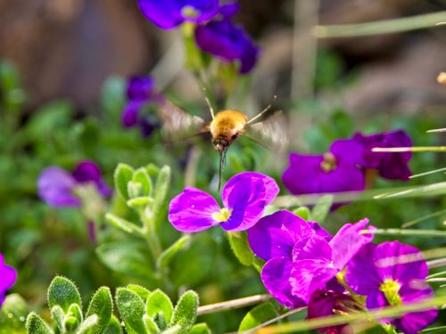 bee fly